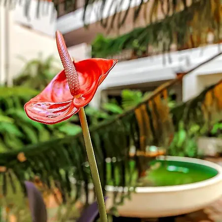 Home2Book Central Studio Near Playa Del Muelle Puerto de la Cruz (Tenerife)