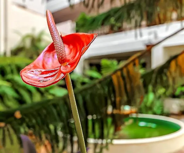 Home2book Near Playa Del Muelle Puerto de la Cruz (Tenerife)